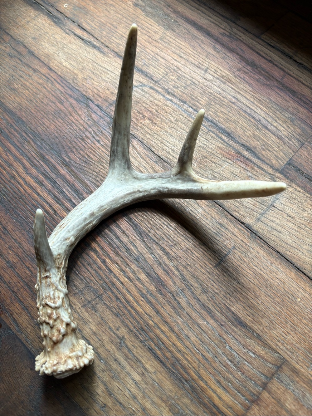 Naturally Shed Whitetail Deer Antler